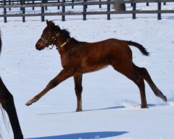 broodmare Intisaar xx (Thoroughbred, 2014, from War Front xx)