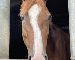 broodmare A la bonheur (Mecklenburg, 2009, from Aljano)