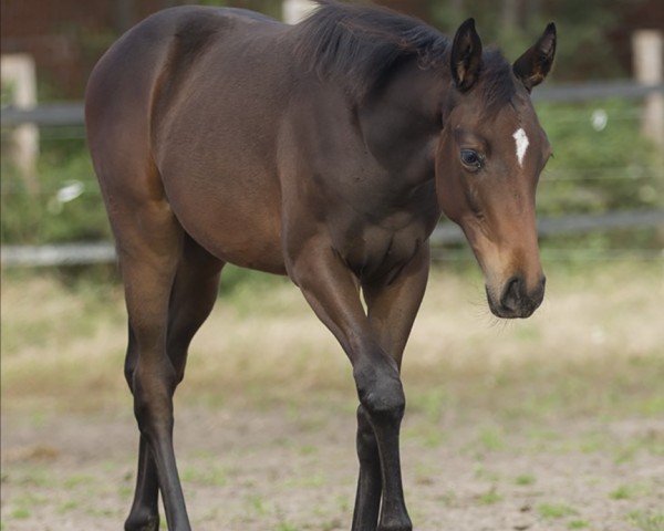 jumper Kleine Luzie (Trakehner, 2023, from TSF Kros)