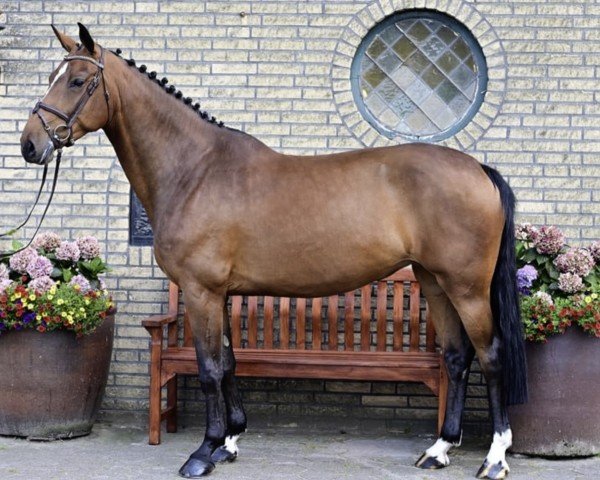 Springpferd Laras Girl B (Oldenburger Springpferd, 2019, von Diamant de Semilly)
