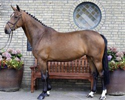 Springpferd Laras Girl B (Oldenburger Springpferd, 2019, von Diamant de Semilly)