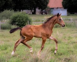 Dressurpferd For Enjoy (Oldenburger, 2021, von French Open)