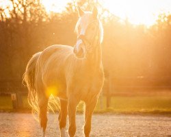 dressage horse HBS Golden Starlight (German Riding Pony, 2017, from Golden West NRW)