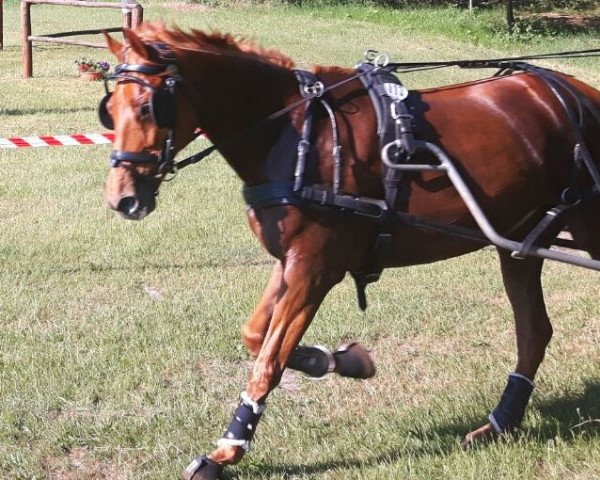 broodmare Rodonca (Hanoverian, 2005, from Rosentau)