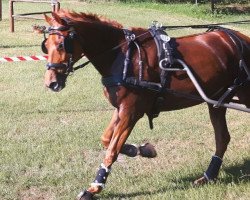 broodmare Rodonca (Hanoverian, 2005, from Rosentau)