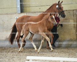 dressage horse Dirani H (German Sport Horse, 2021, from Don Henley)