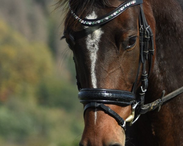 jumper Lavinia (anglo european sporthorse, 2015, from Caruso de Trebox)
