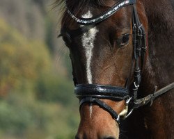 jumper Lavinia (anglo european sporthorse, 2015, from Caruso de Trebox)