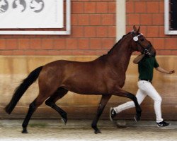 broodmare Diggery Doo CS (Rhinelander, 2013, from Don Frederic 3)