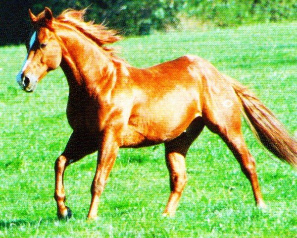 Deckhengst Lightnin' Chick Olena (Quarter Horse, 1991, von Smart Chic Olena)