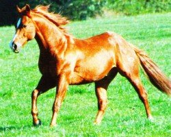 Deckhengst Lightnin' Chick Olena (Quarter Horse, 1991, von Smart Chic Olena)