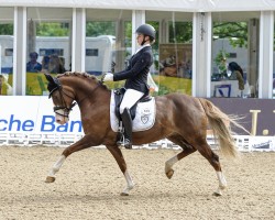 broodmare Na Belle (German Riding Pony, 2008, from Nabot)