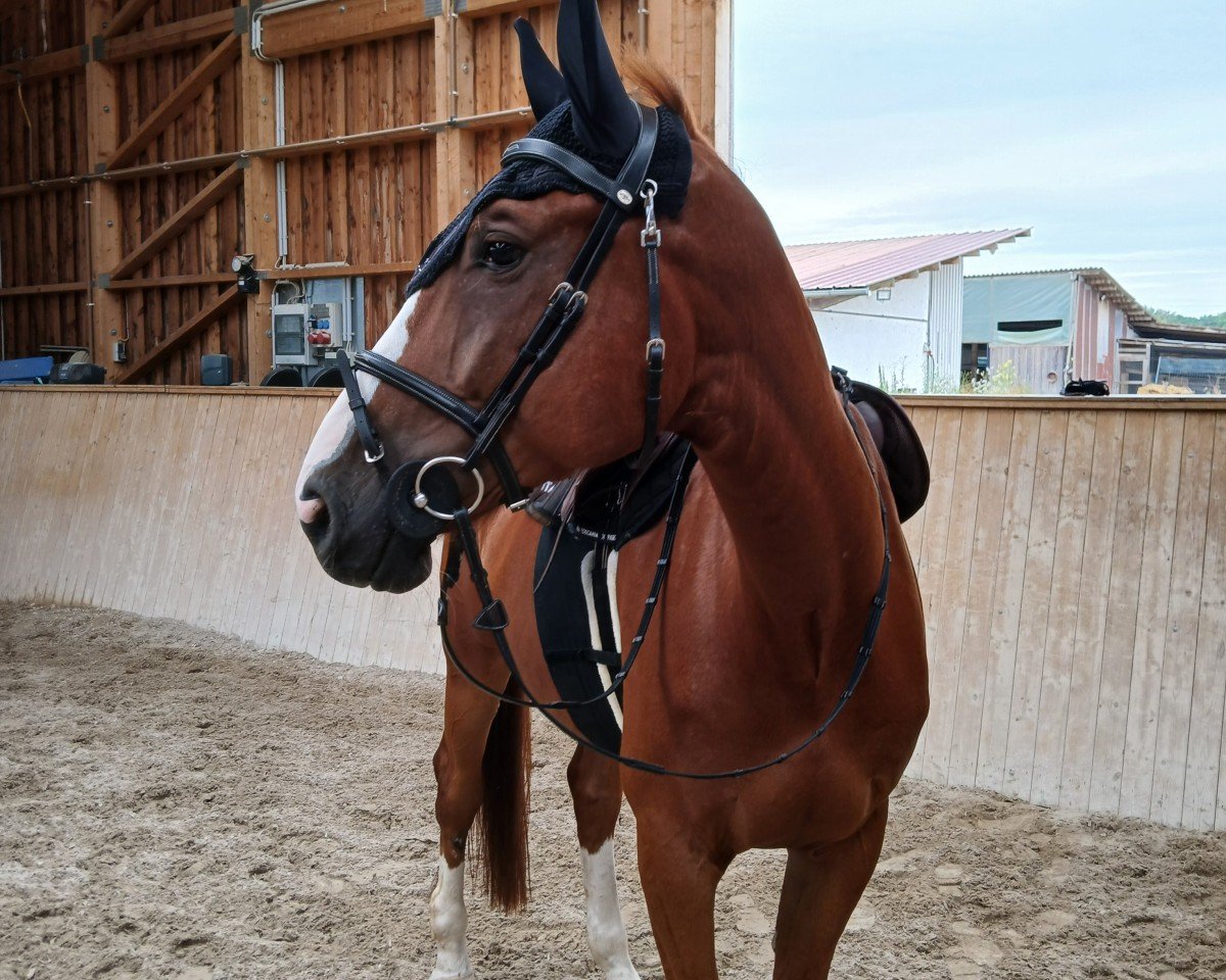 jumper Oganio Ks (German Sport Horse, 2017, from OGANO)