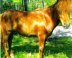 stallion Bobby v. Horst (Shetland pony (under 87 cm), 1987, from Ulverscroft tot Sunshine)