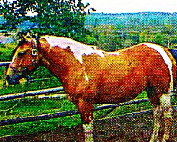 broodmare Big Steps Lady (Paint Horse, 1997, from Big Steps Dude)