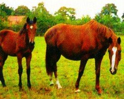 broodmare Rishcaja (Oldenburg, 1996, from Rio Zeus)