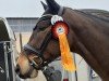 dressage horse Bon Bernie (Oldenburg, 2020, from Bon Coeur)