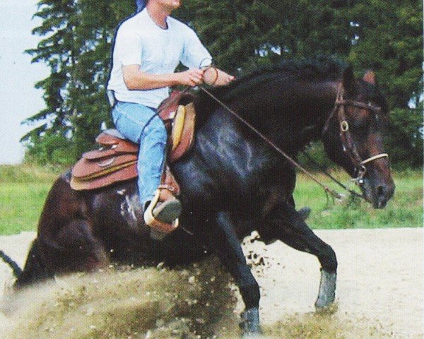Deckhengst Measles Hickory San (Quarter Horse, 1996, von Docs Hickory)