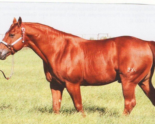 Deckhengst Little Bo Badger (Quarter Horse, 1993, von Peppy San Badger)