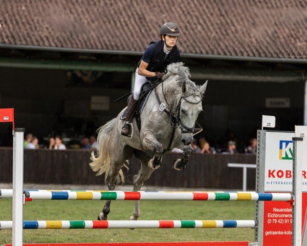 jumper Coeur de Foret (German Sport Horse, 2016, from Cellestial)