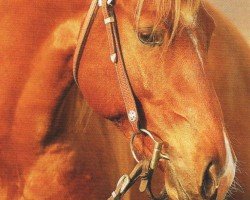 stallion Lil Ruf Whizard (Quarter Horse, 2004, from Lil Ruf Peppy)