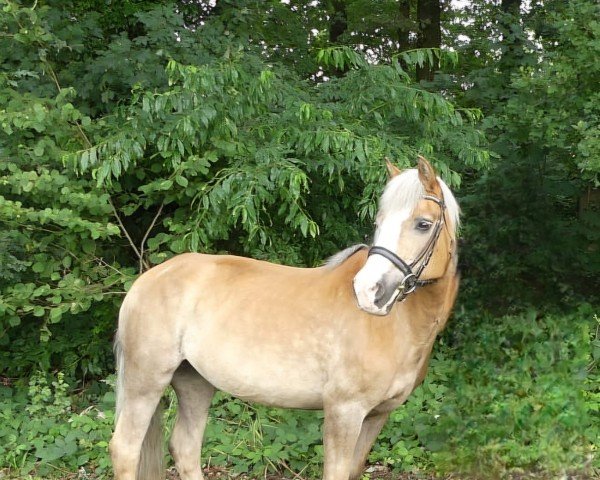 horse Gitta (Haflinger, 1994, from Ali)