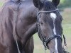 dressage horse Corwin (German Sport Horse, 2008, from Coolman)