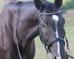 dressage horse Corwin (German Sport Horse, 2008, from Coolman)