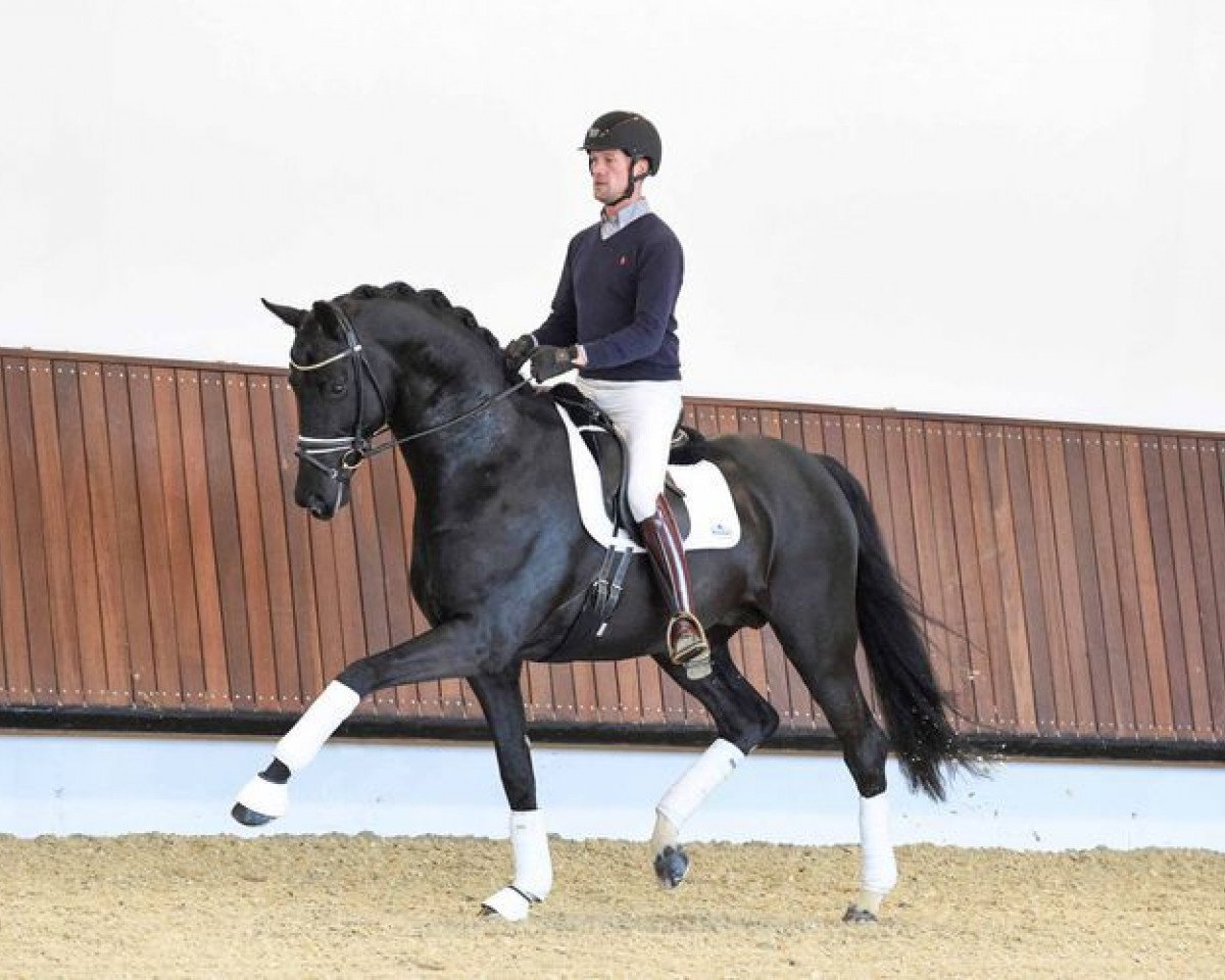 stallion Enzo Ferrari (KWPN (Royal Dutch Sporthorse), 2009, from Painted Black)