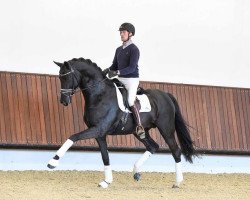 stallion Enzo Ferrari (KWPN (Royal Dutch Sporthorse), 2009, from Painted Black)