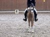 dressage horse Legolas 233 (Welsh, 2016)