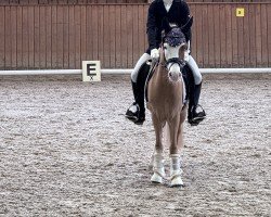 dressage horse Legolas 233 (Welsh, 2016)