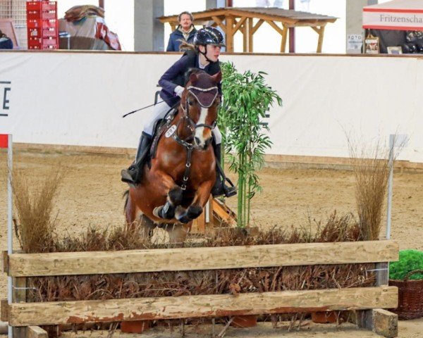 jumper Nanuk 84 (German Riding Pony, 2010, from Next Level)