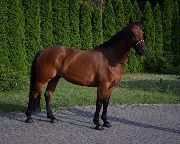 horse Gwarancja (Polish Warmblood, 2017)