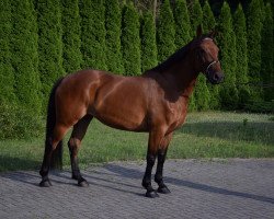 horse Gwarancja (Polish Warmblood, 2017)