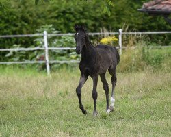 Pferd Peakfor US (Deutsches Sportpferd, 2021, von Picaro US)