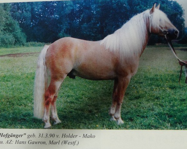 Pferd Hofgänger (Haflinger, 1990, von Holder)