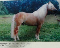 horse Hofgänger (Haflinger, 1990, from Holder)