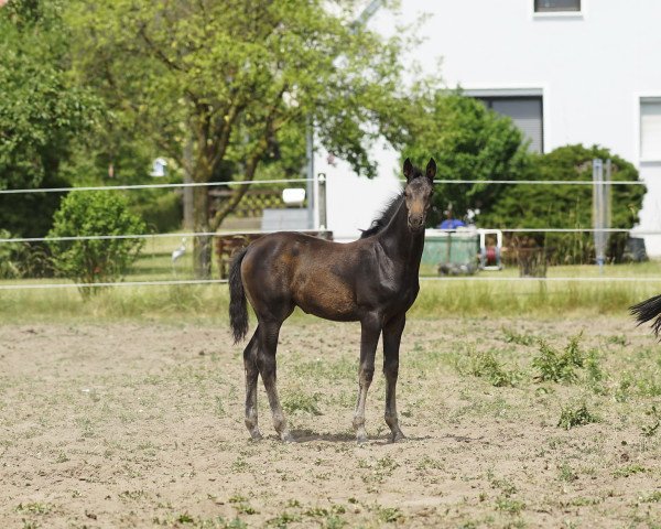 Springpferd Ofarim US (Holsteiner, 2021, von Hosco)