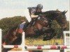 Pferd Butscher 3 (Deutsches Reitpferd, 1995, von Bolero xx)