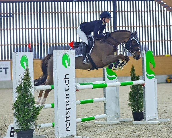 jumper C Lyselotte CH (Swiss Warmblood, 2017, from Captain Sharky)