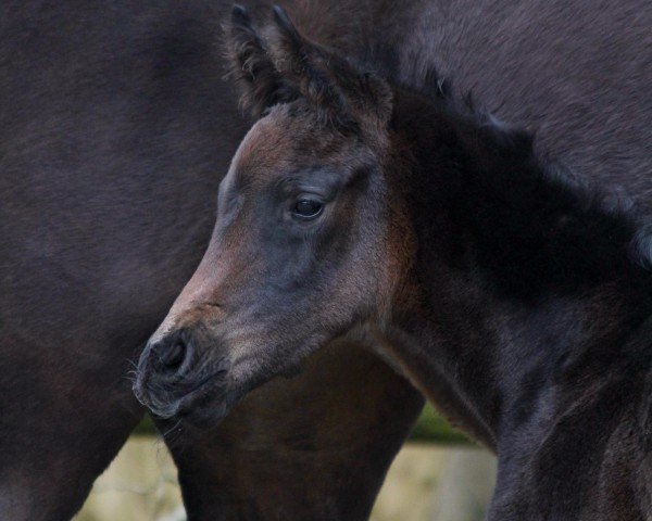 foal by Bona Ria (Westphalian, 2025, from Bonds)