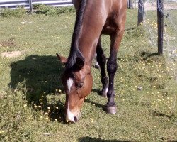 Springpferd Dino (Belgisches Warmblut, 2006, von Bengale)