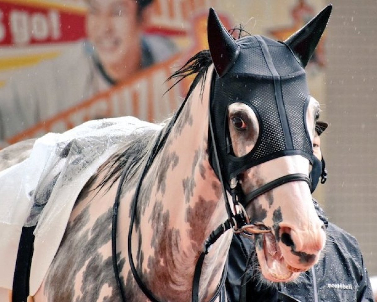 horse Butchini xx (Thoroughbred, 2016, from King Kamehameha xx)