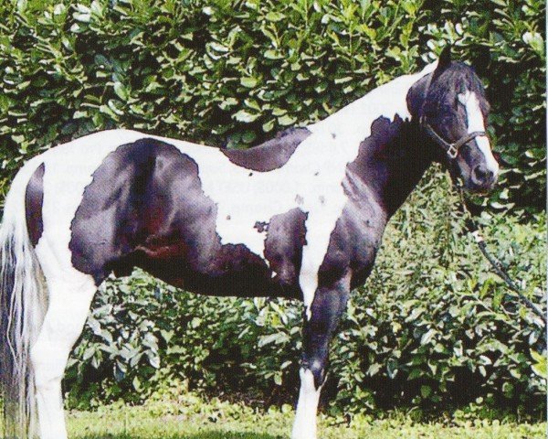 stallion Dancing Snow Boy (Paint Horse, 2000, from Big Steps Snow Boy)