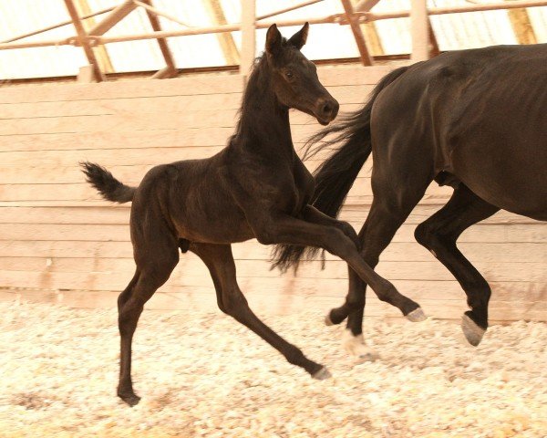 dressage horse Oompa Loompa LC (Oldenburg, 2024, from Opoque)