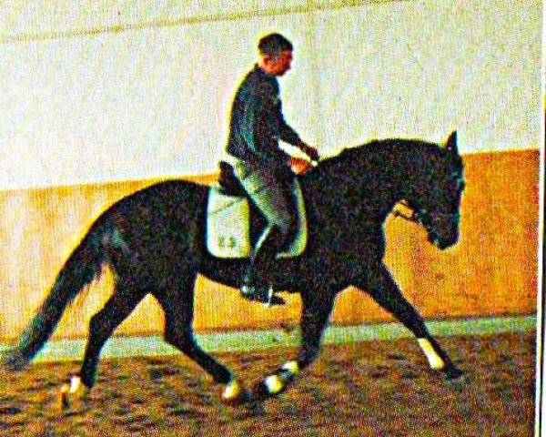 dressage horse Anjou 66 (Hessian Warmblood, 2001, from Angard)