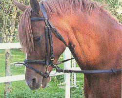 broodmare Tanja (German Riding Pony, 1995, from Traumfürst)