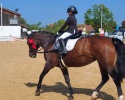 dressage horse Ramira 373 (Bavarian, 2002, from Rex Ramon)