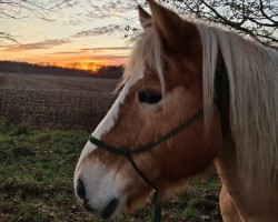 Pferd Norden (Haflinger, 2005, von Nordstar)